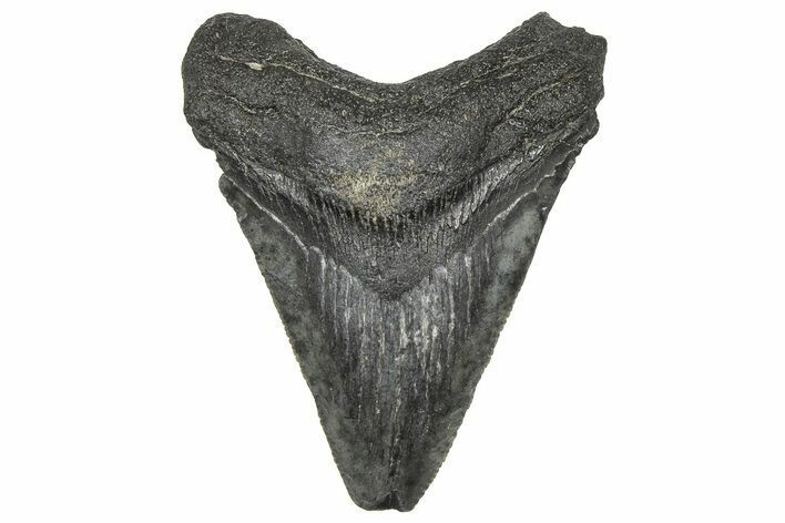 Serrated, Juvenile Megalodon Tooth - South Carolina #360942